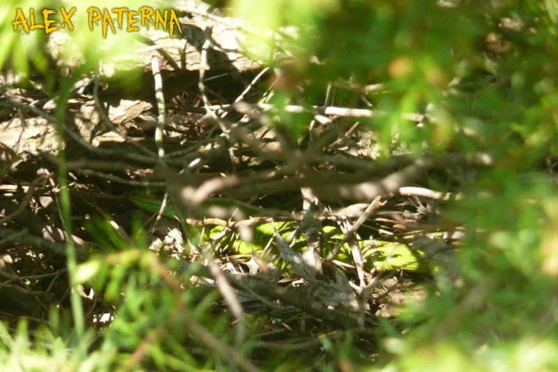 Baby natrix natrix e qualche ramarro